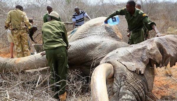 elephant being saved