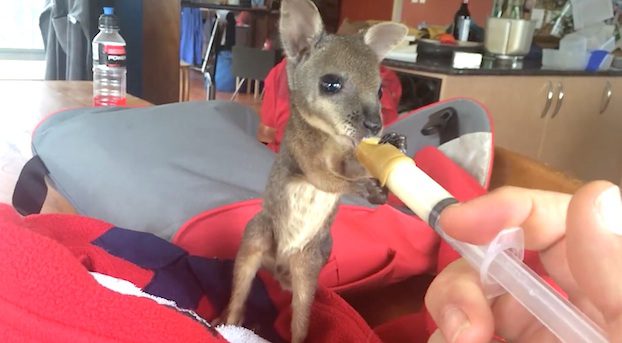Adorable Baby Wallaby Having Dinner Is The Absolute Cutest Thing
