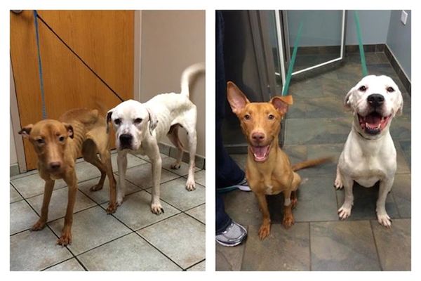 starving-dogs-recover-1