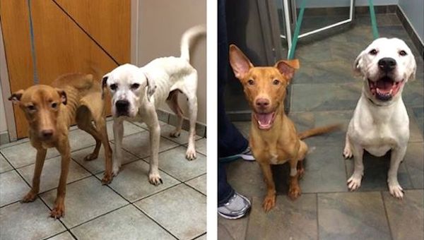 Two Starving Dogs Dangerously On The Brink Of Death Make Heartwarming Recovery