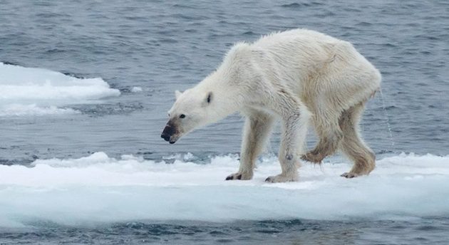 starving polar bear