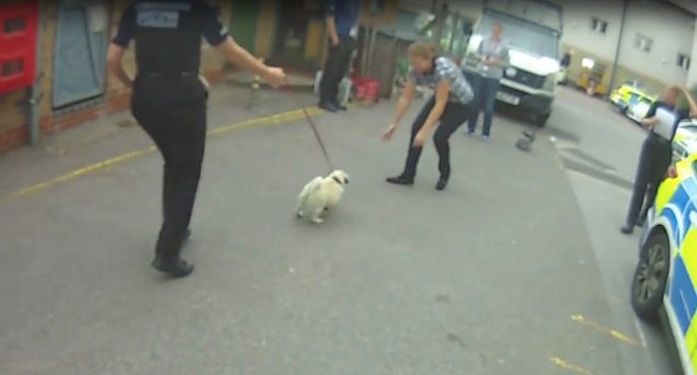 stolen pug reunited with owner