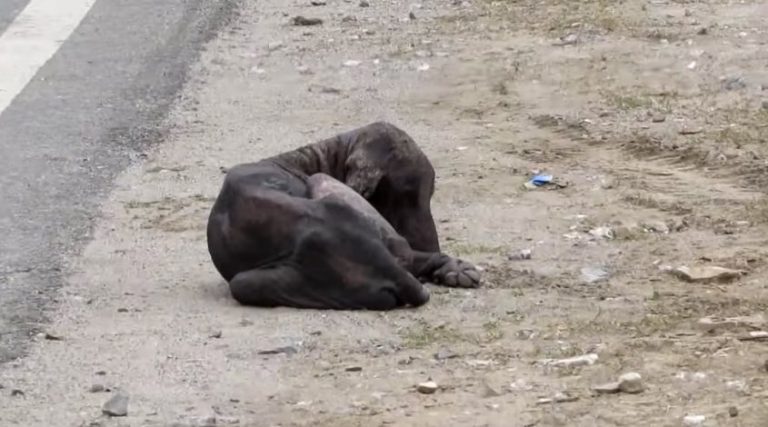 Starving Dog Had Completely Given Up Hope Until Rescuers Show Him Kindness