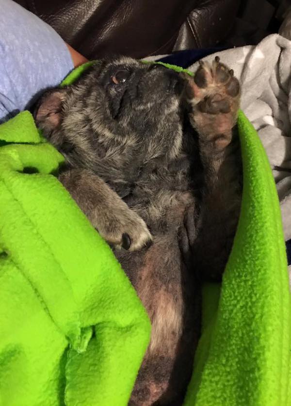 teddy-blanket
