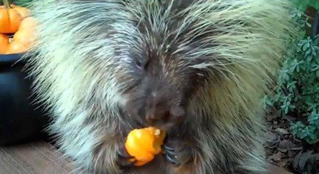 teddy the porcupine