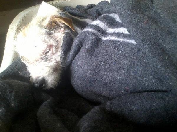 Pastor Spots A Plastic Bag By The Rail Tracks And Finds Dog Tied Up Inside