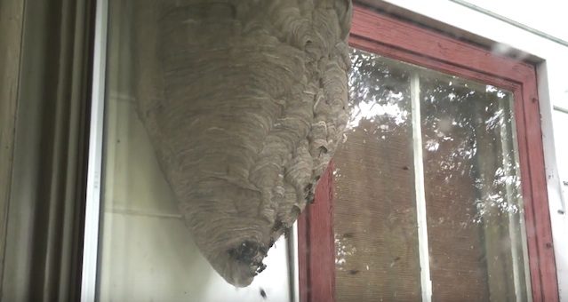 wasp nest