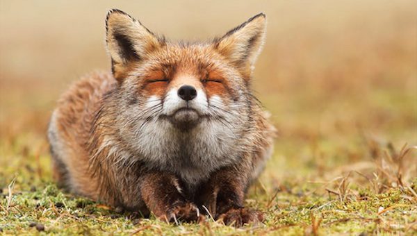 zen fox
