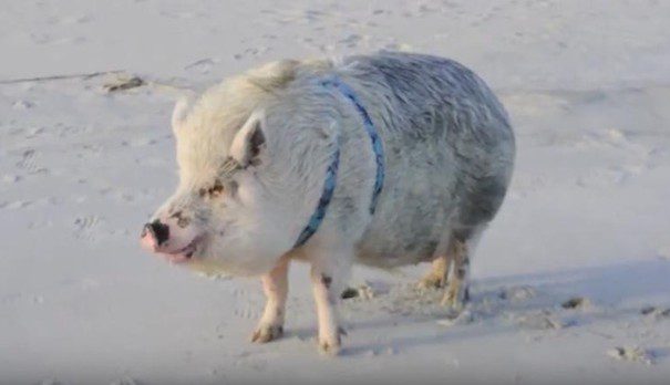 ziggy the pig
