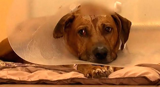 dog shot by burglars