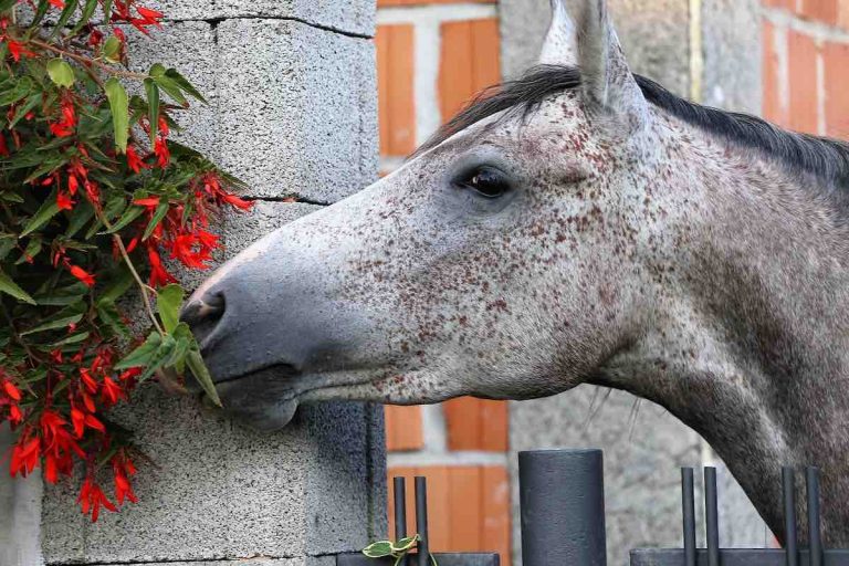 horse smelling flowers