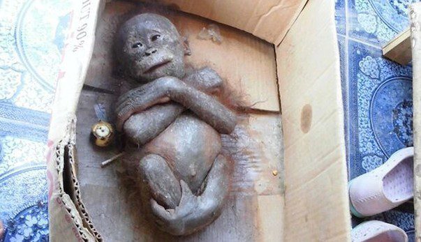 baby orangutan rescued
