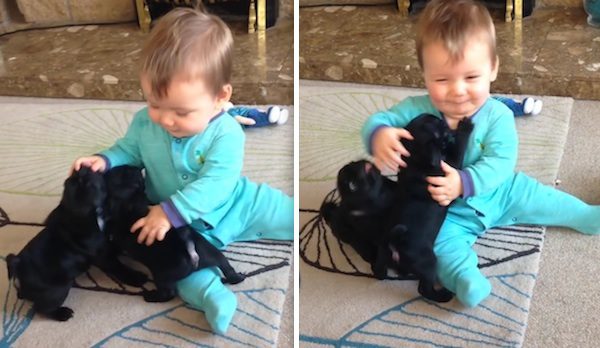 pug puppies and baby