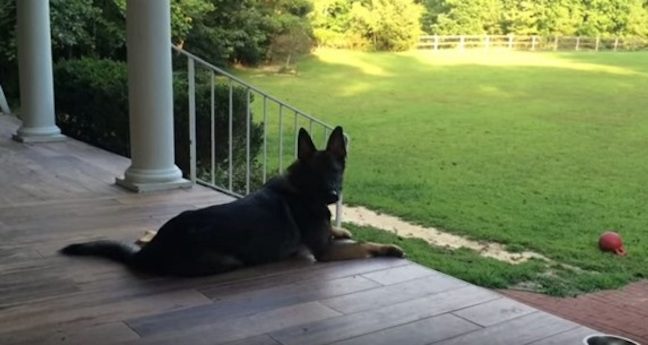 Baron the dog