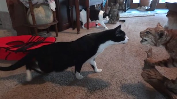 cats meet stuffed bobcat