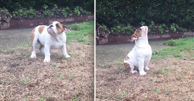bulldog in rain