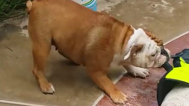 english bulldog