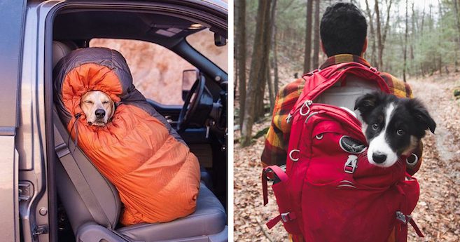 Photos Reveal That Camping With Dogs Is Not Only Fun It Is Inspiring Too