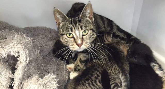 cat reunited with kittens