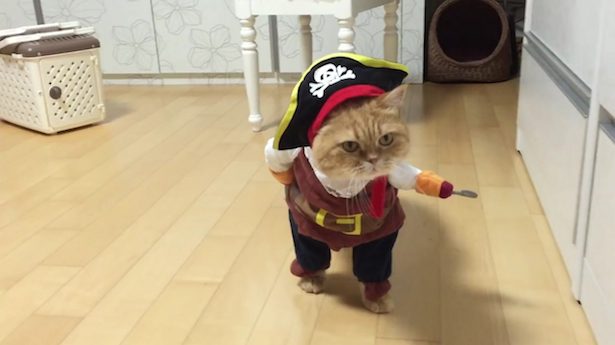 cat pirate