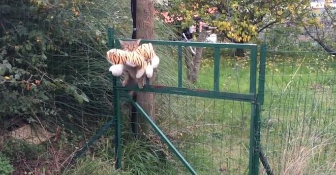 cat steals toy