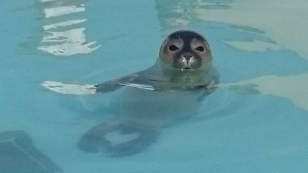 celebration-seal-1