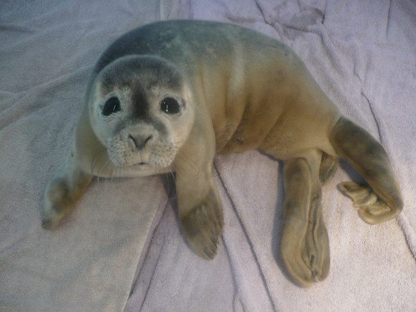 celebration-seal-3