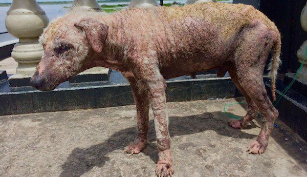 peruvian dog rescue
