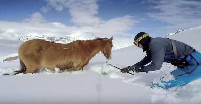 stranded horse rescued from snow