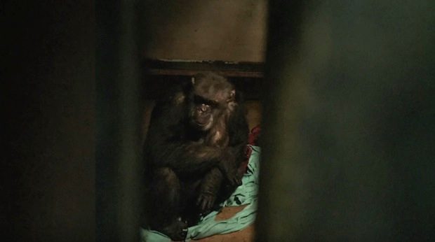 chimp-rescue