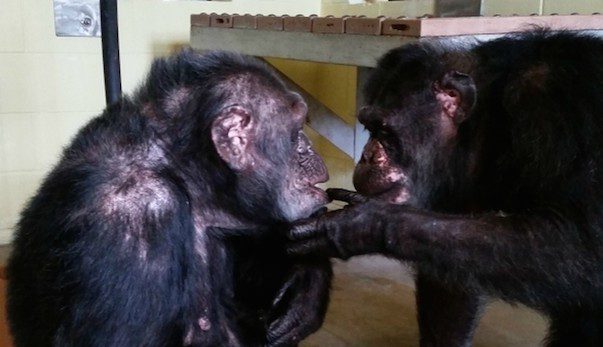 Depressed Chimp Rescued From Roadside Zoo Meets Other Chimp For First Time In Years