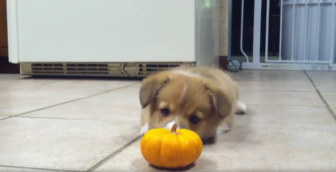 corgi vs pumpkin