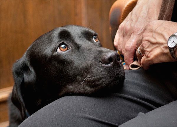 courthouse-dogs-1