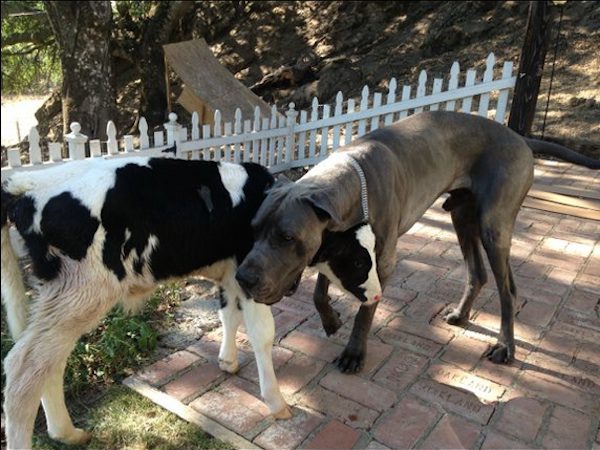 cow-and-dog