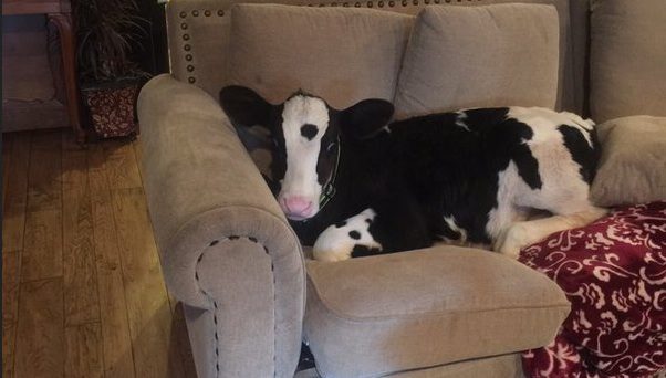cow on couch