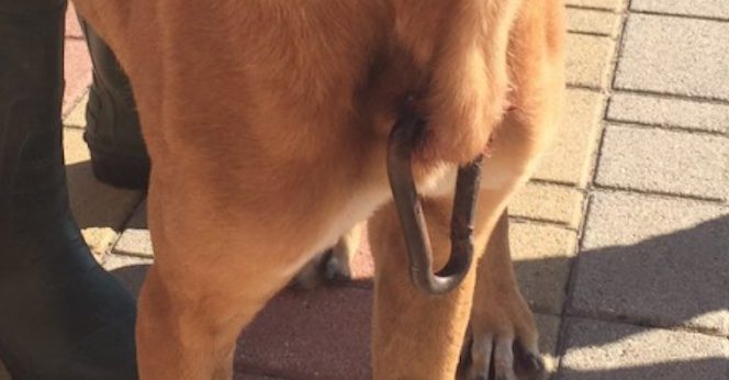 dog cruelly pierced