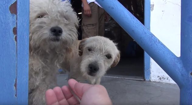 Dill and Pickles dog rescue