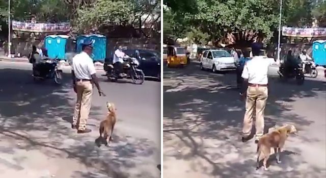 stray dog crosses street