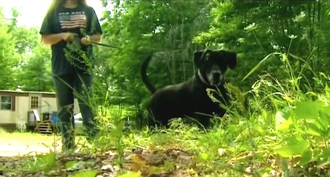 dog finds baby