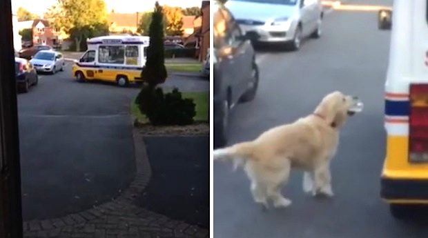dog and ice cream truck