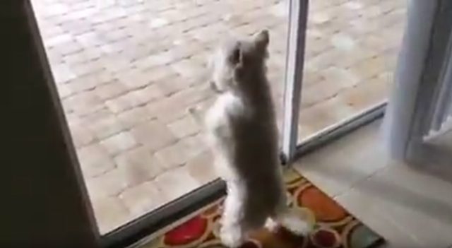 dog sees pool
