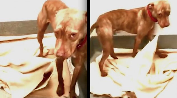homeless dog makes bed