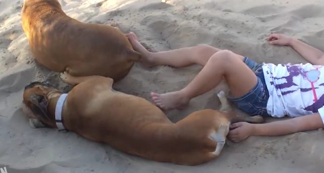 dogs and kid in the sand