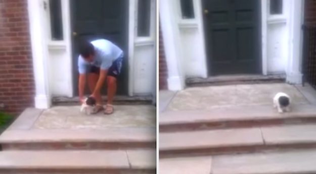 Puppy Afraid Of Stairs Finds An Unexpected Way Down