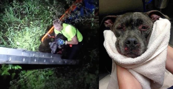 Firefighter Rescues Pit Bull Thrown Into Swamp And Bitten By Alligators