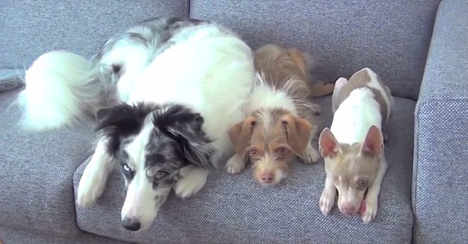 dog trick trio