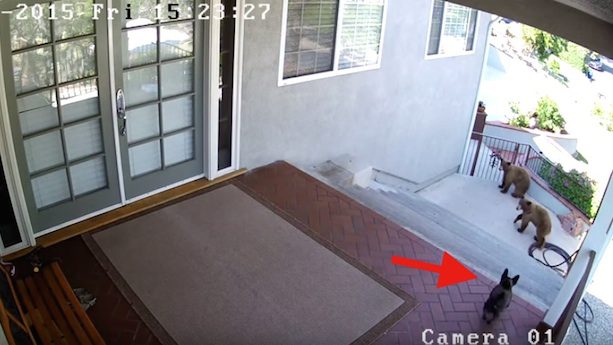 Tiny Dog Bravely Defends Her Home Against Trespassing Bears