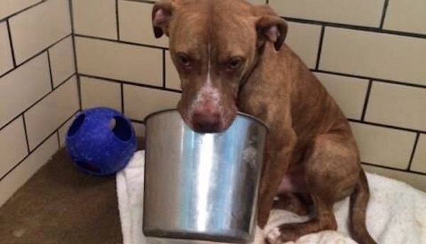 dog with bucket