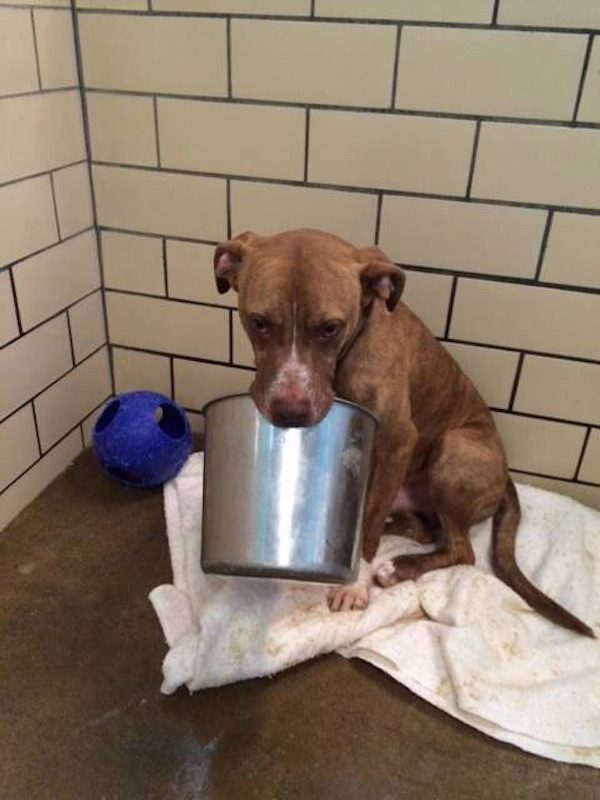 shelter dog with bucket