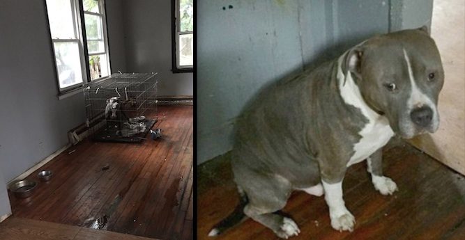 abandoned dogs rescued from home